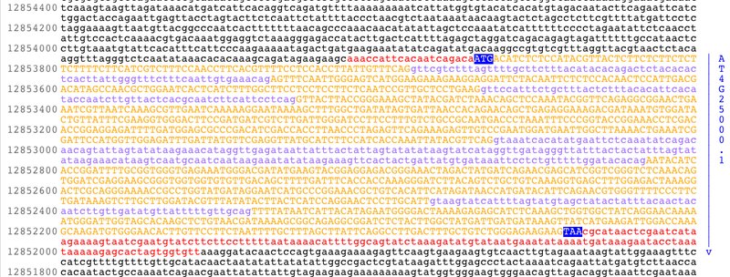 AMY1gene