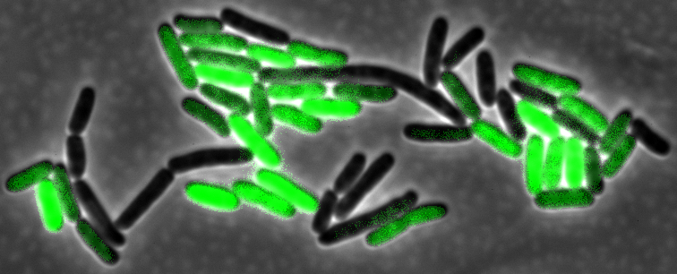 glowing bacteria
