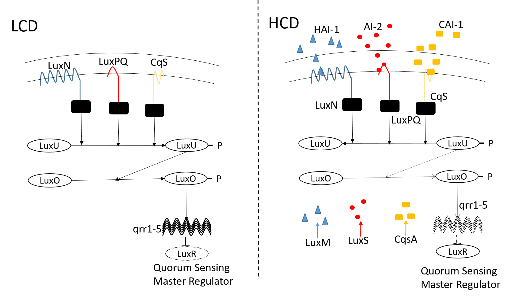 QS in V. harveyi