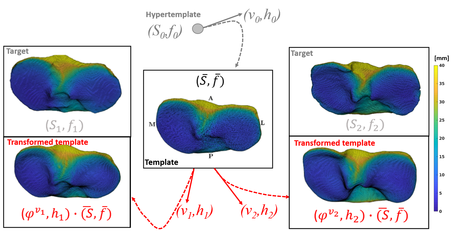 Atlas estimation on tibia dataset